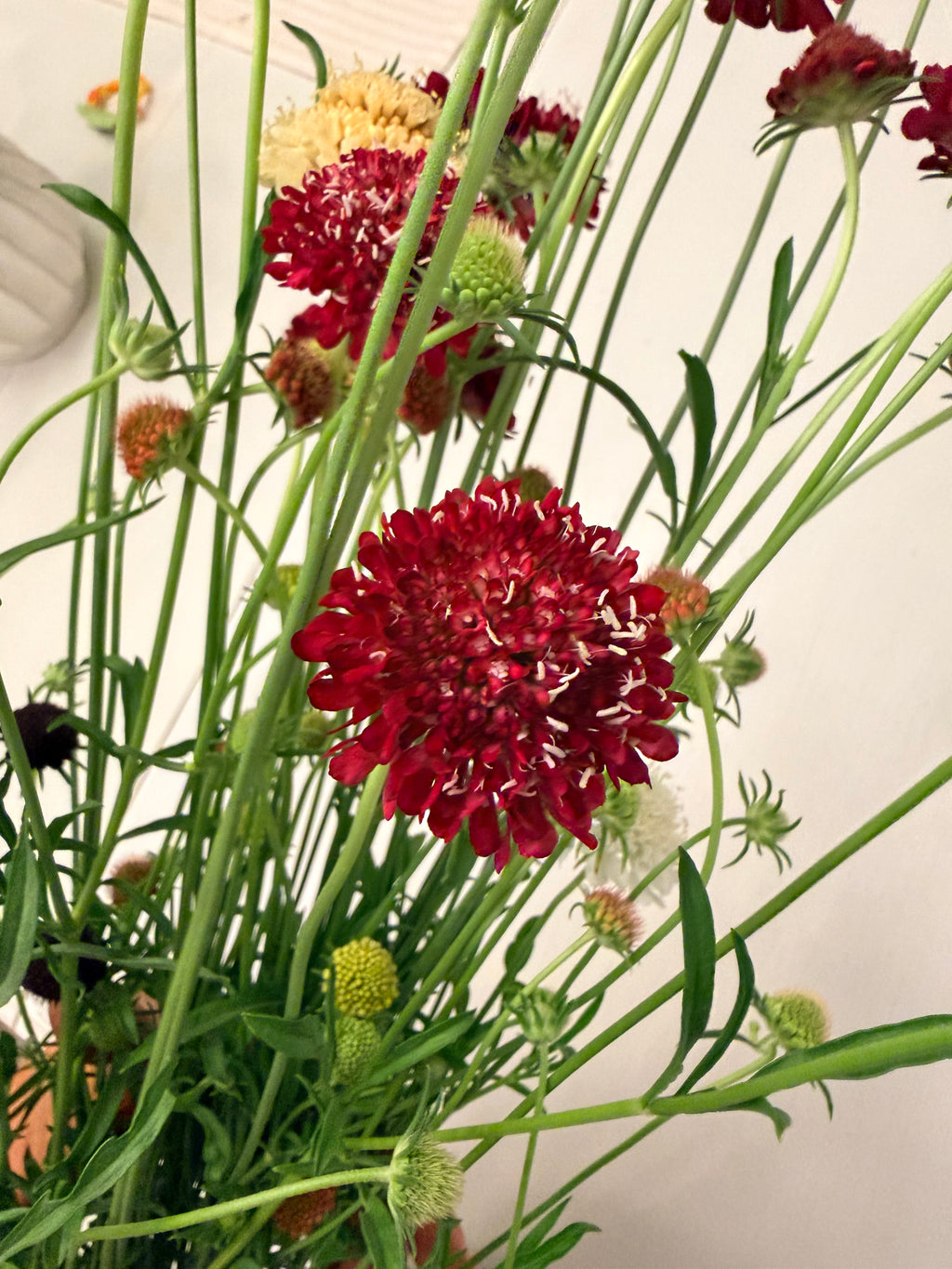 Scabiosa - Fire King - Bundle of 10 Stems