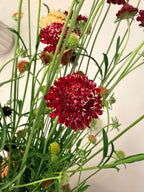 Scabiosa - Fire King - Bundle of 10 Stems