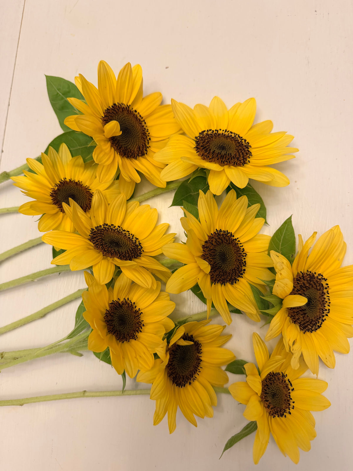 Sunflower (ProCut) - Peach - Bundle of 5 and 10 Stems