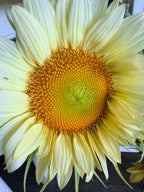 Sunflower (ProCut) - White Lite - Bundle of 5 and 10 Stems