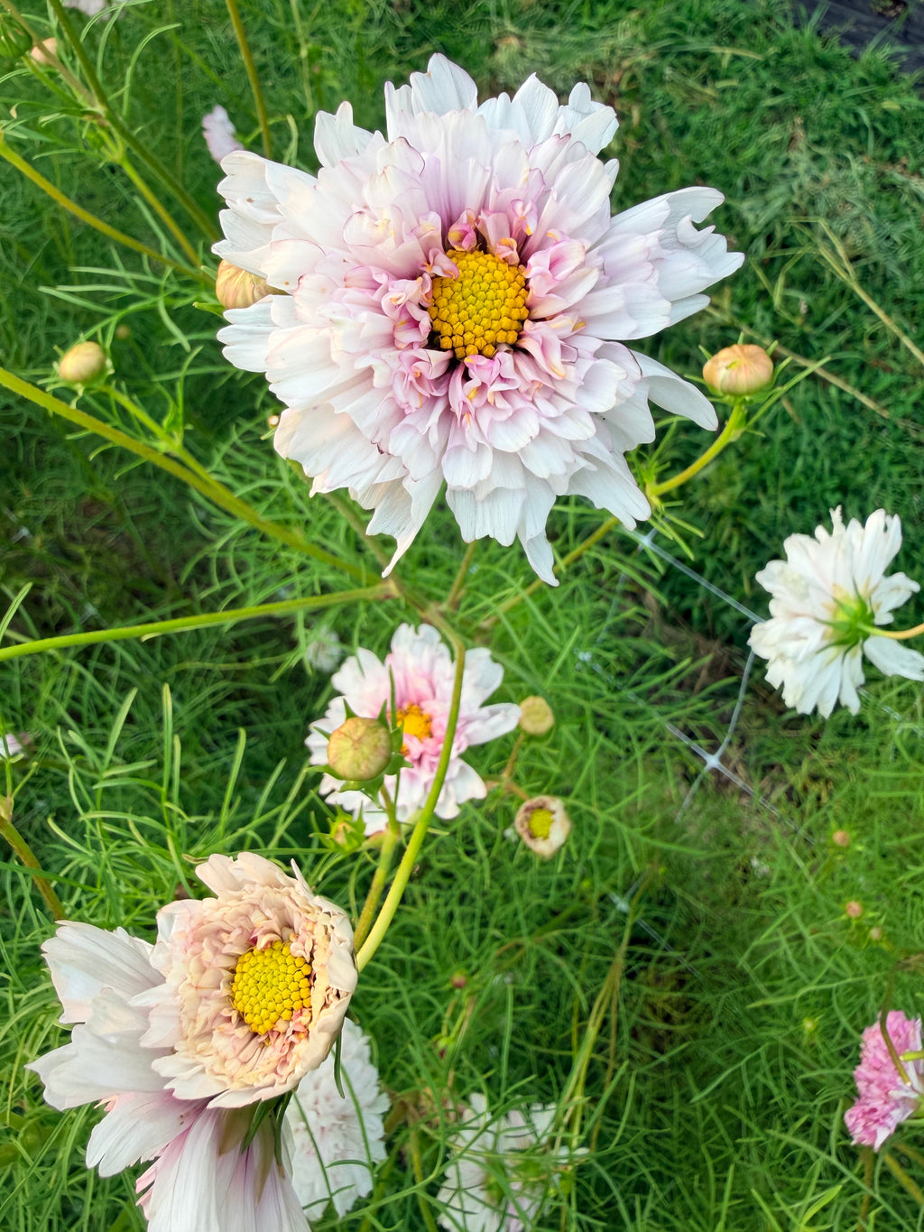 Cosmos - Double Click Romantic Mix - Bundle of 5 and 10 Stems