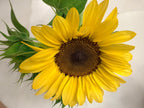 Sunflower (ProCut) - Peach - Bundle of 5 and 10 Stems
