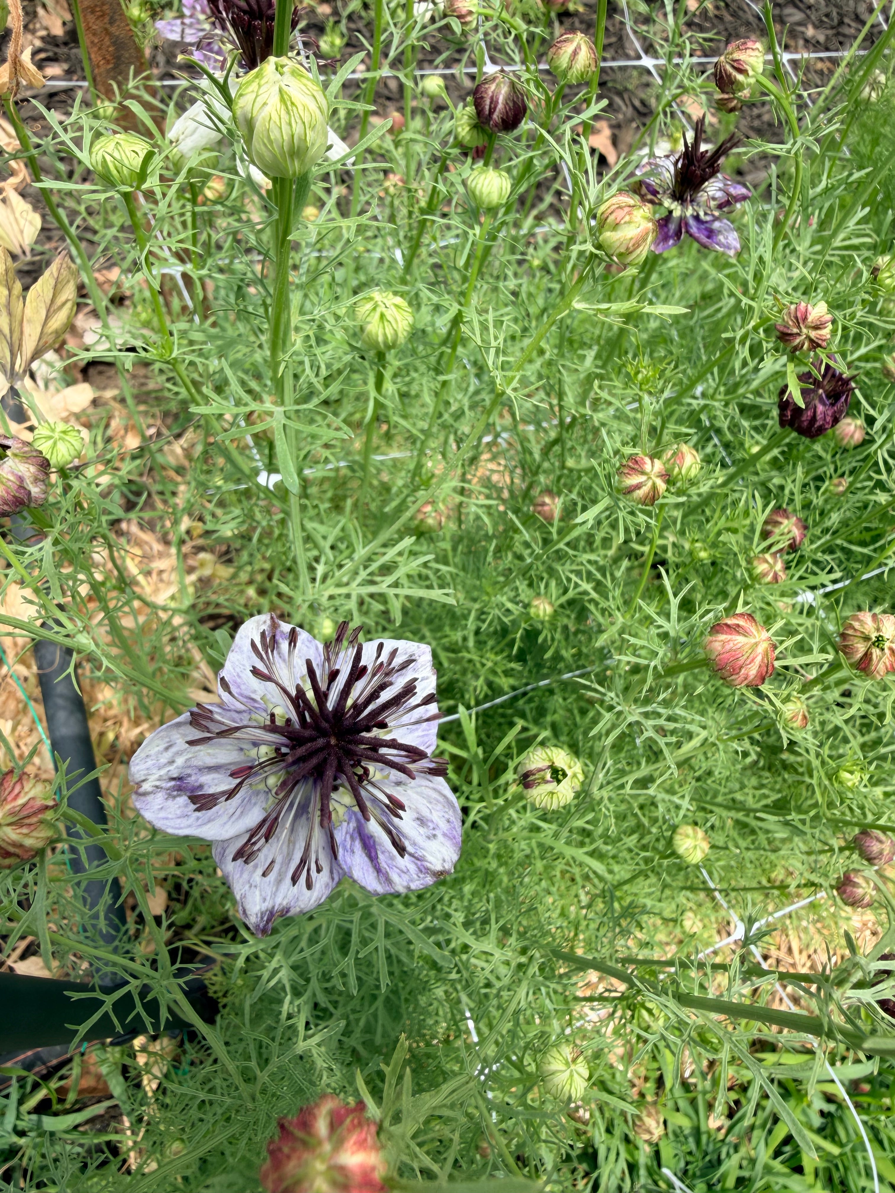 Nigella - Delft Blue - Bundle of 10 Stems