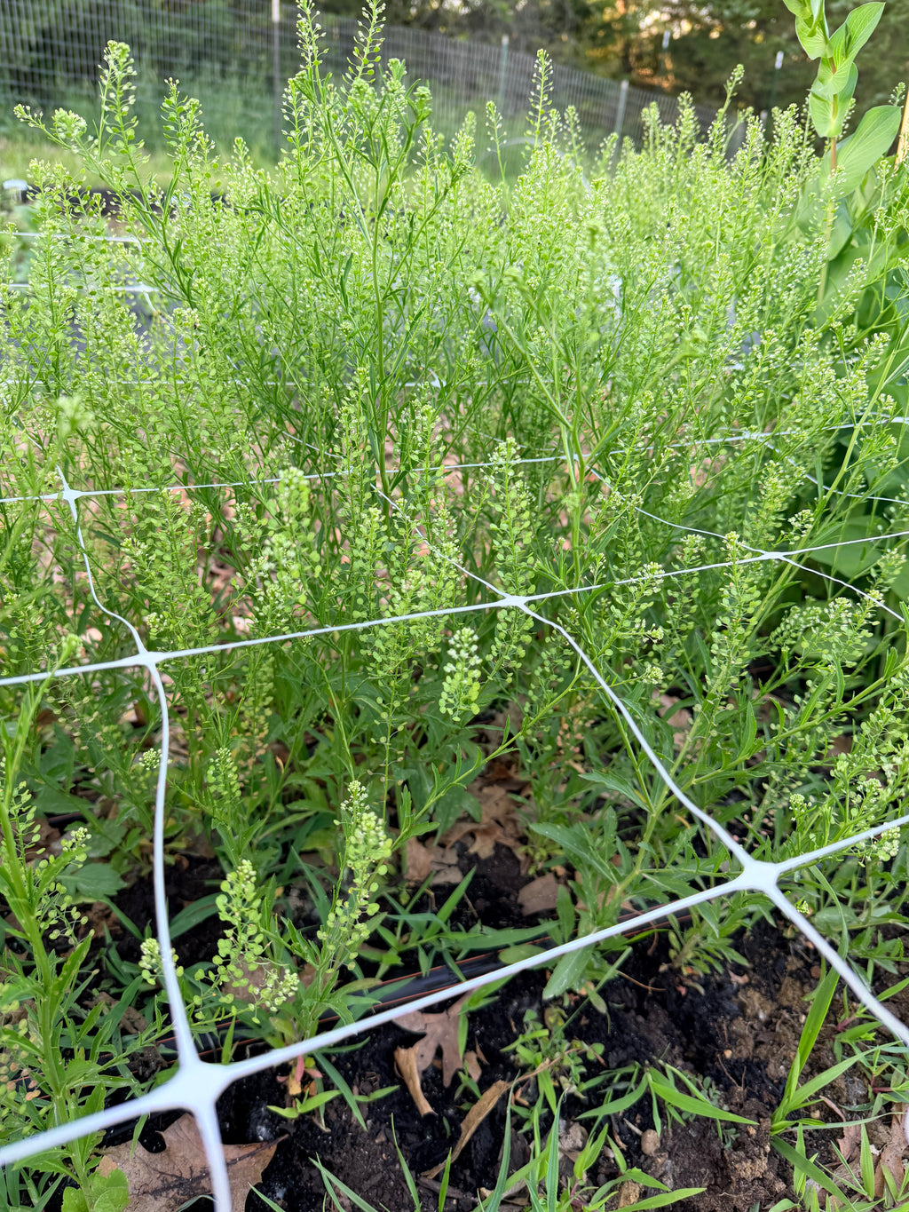 Cress - Bundle of 10 Stems