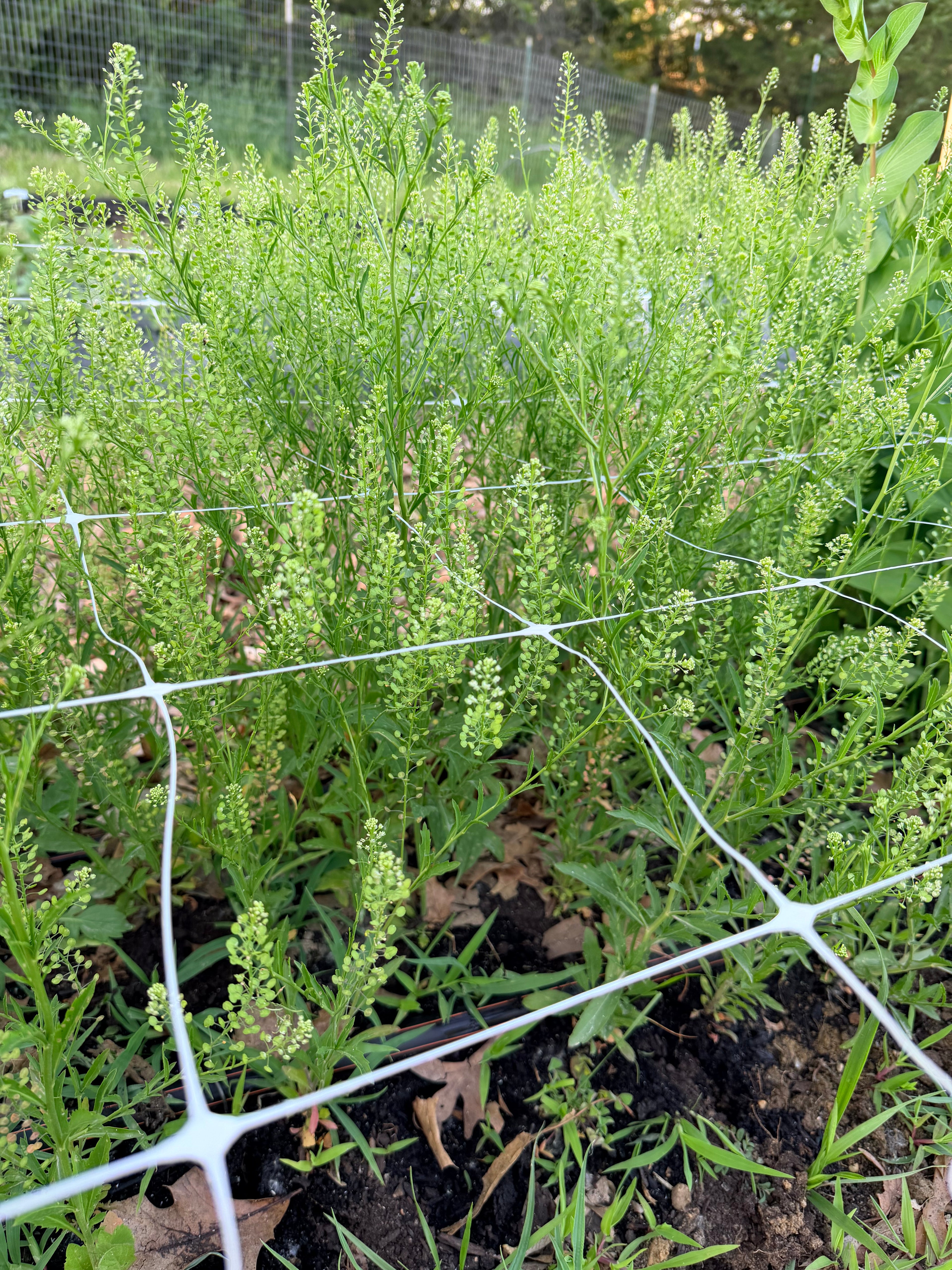 Cress - Bundle of 10 Stems