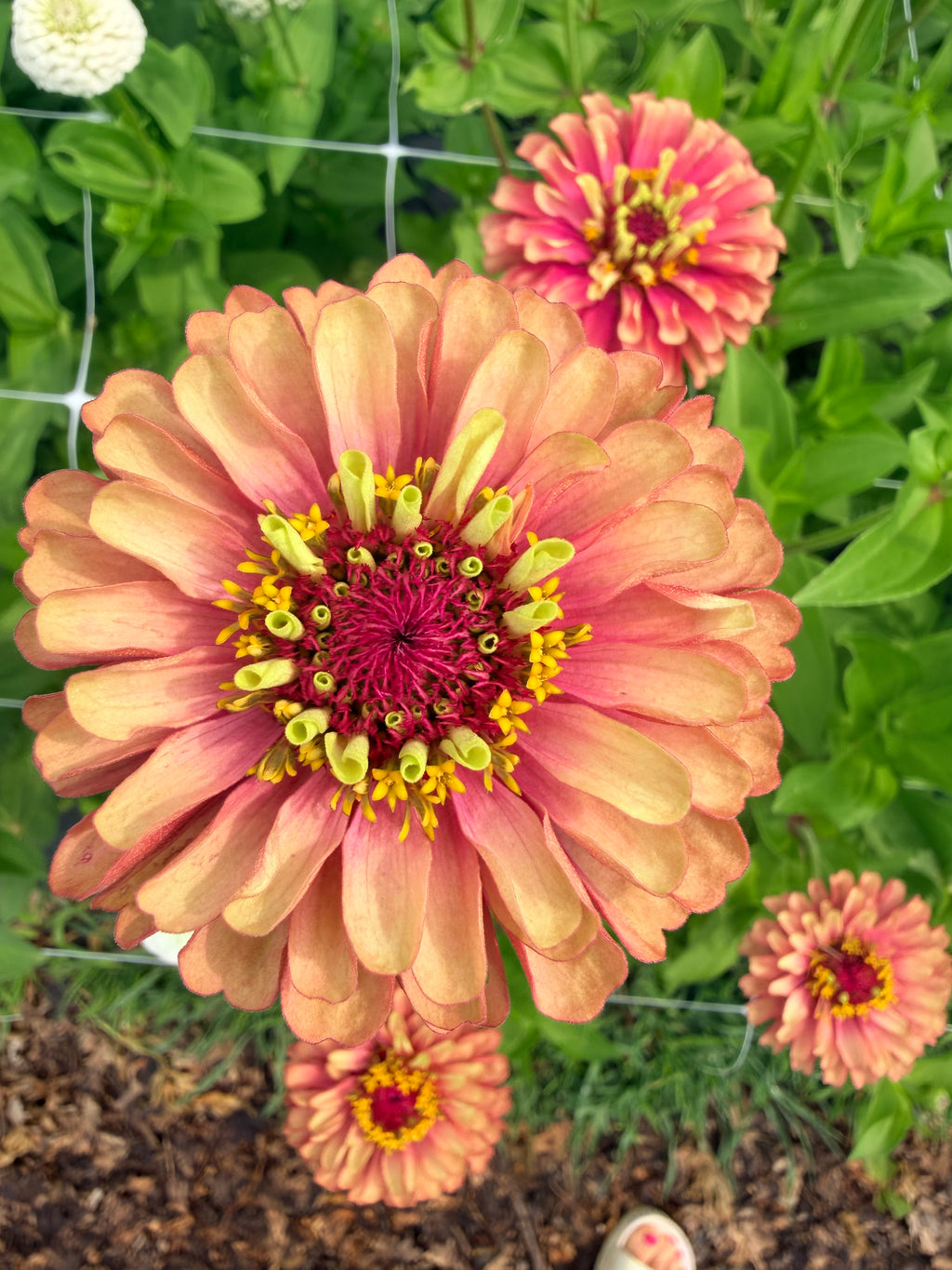 Zinnia - Queeny Red Lime - Bundle of 5 and 10 Stems