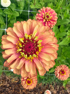 Zinnia - Queeny Red Lime - Bundle of 5 and 10 Stems
