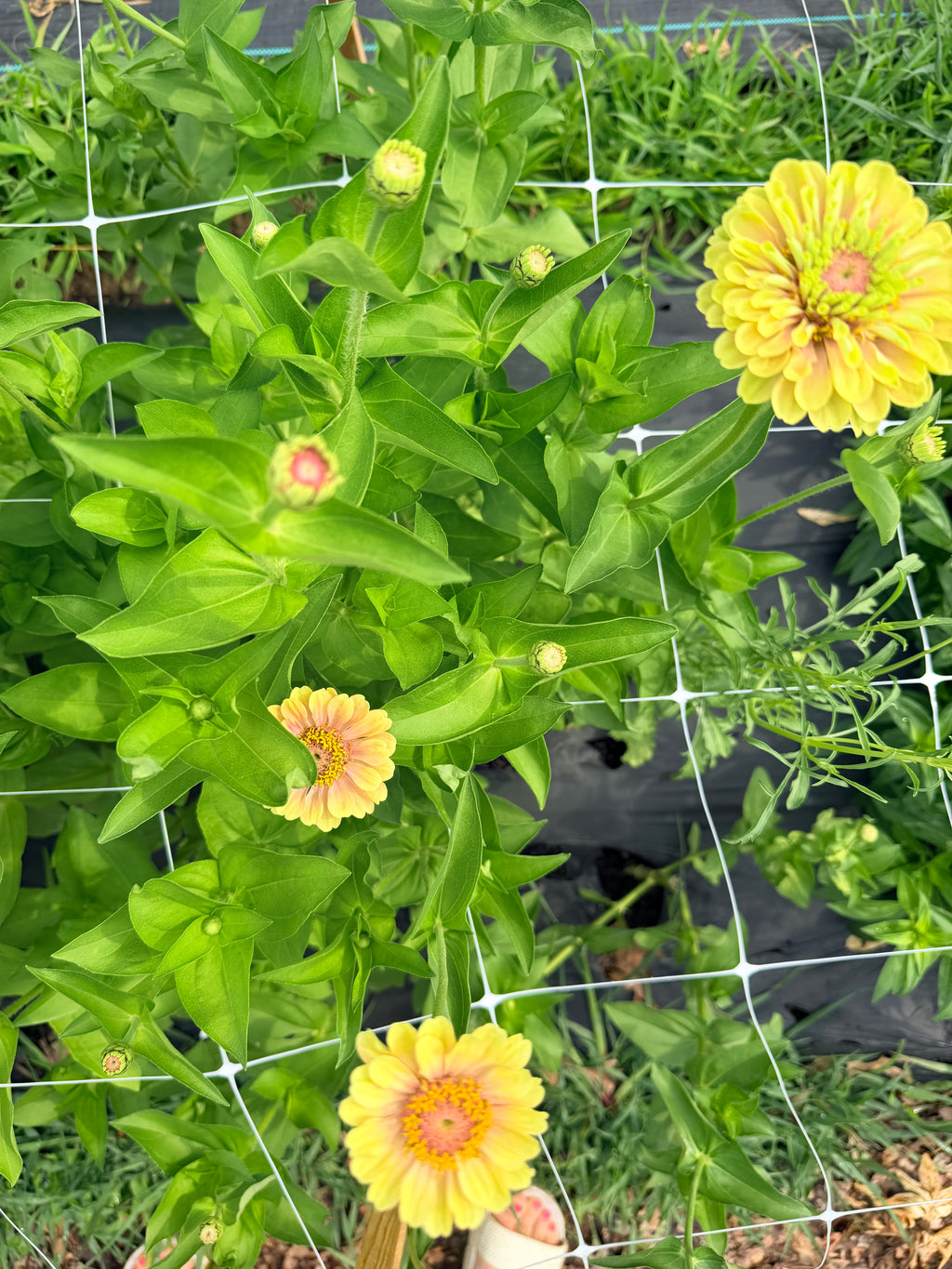 Zinnia - Queeny Lime Blush - Bundle of 5 and 10 Stems