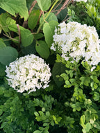 Hydrangea - Incrediball - By the Stem