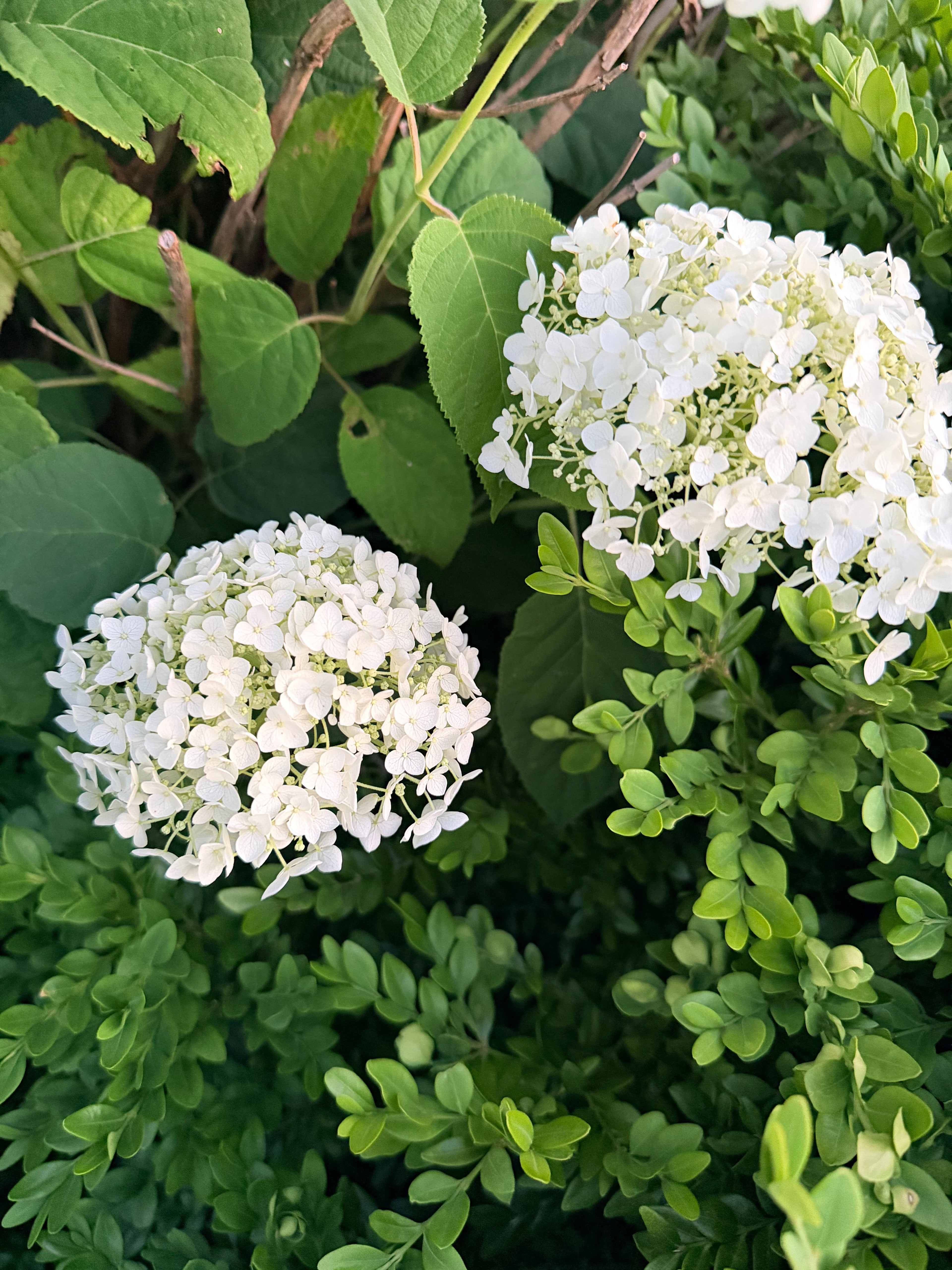 Hydrangea - Incrediball - By the Stem