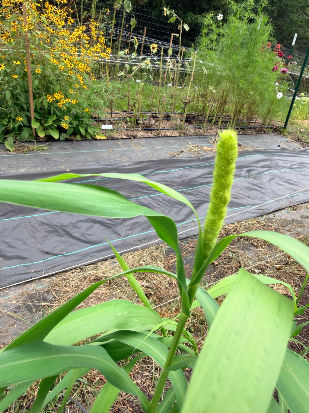 Lime Light Millet - Bundle of 5 and 10 Stems