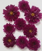 Cosmos - Cranberry - Bundle of 10 Stems