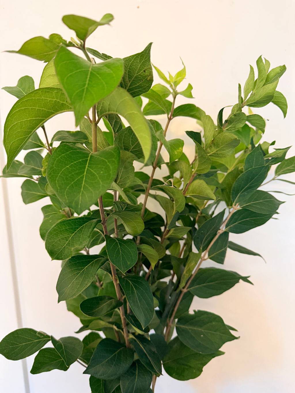 Honeysuckle - Bundle of 10 Stems