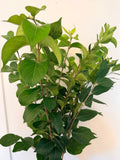 Honeysuckle - Bundle of 10 Stems