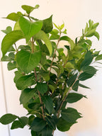 Honeysuckle - Bundle of 10 Stems