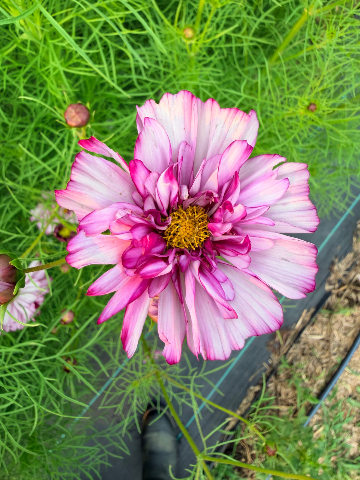 Cosmos - Double Click Romantic Mix - Bundle of 5 and 10 Stems