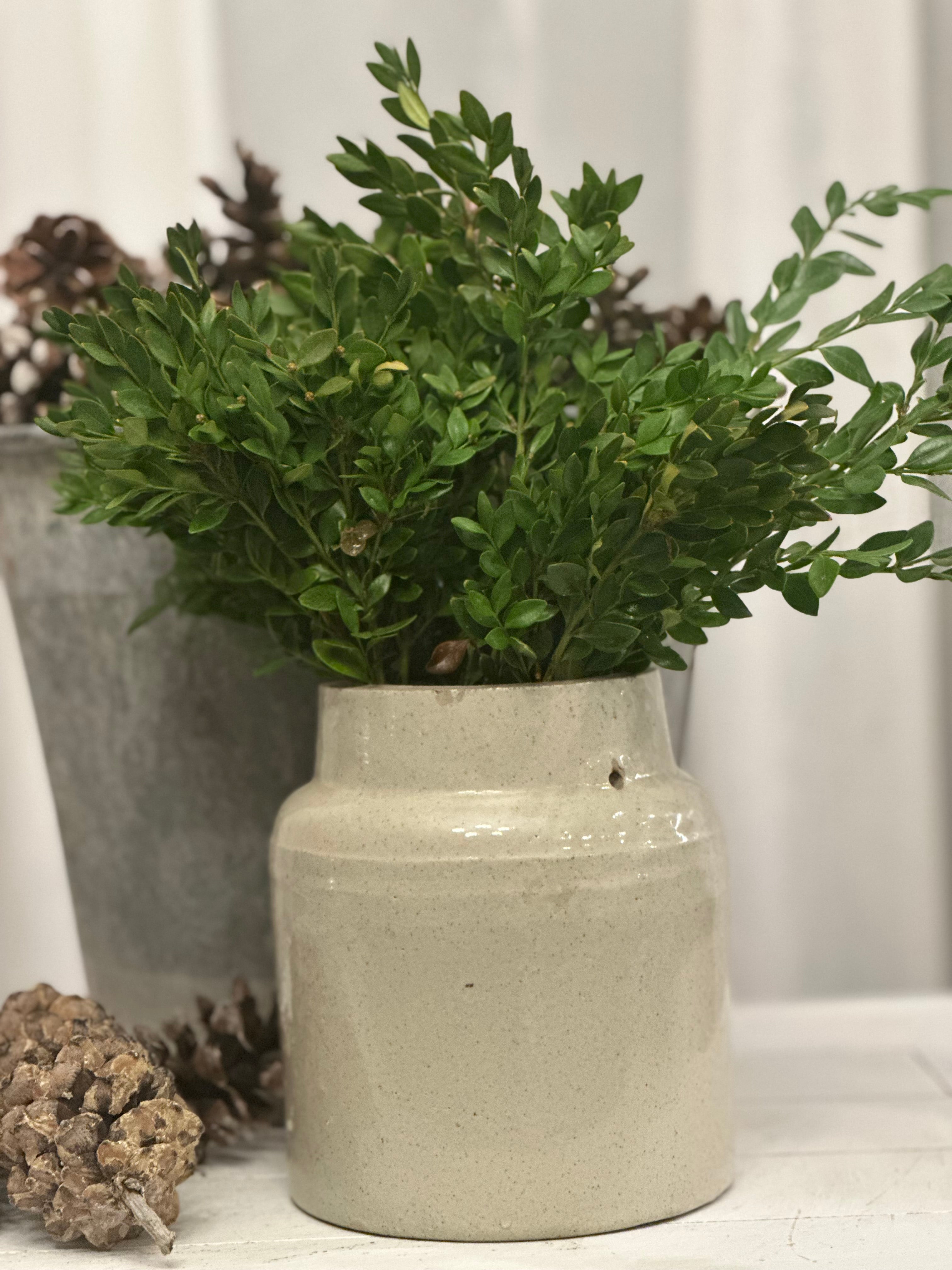 Boxwood - Bundle of 5 and 10 Stems