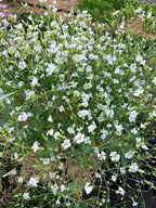 Saponaria/Soapwort - White Beauty - Bundle of 5 Stems