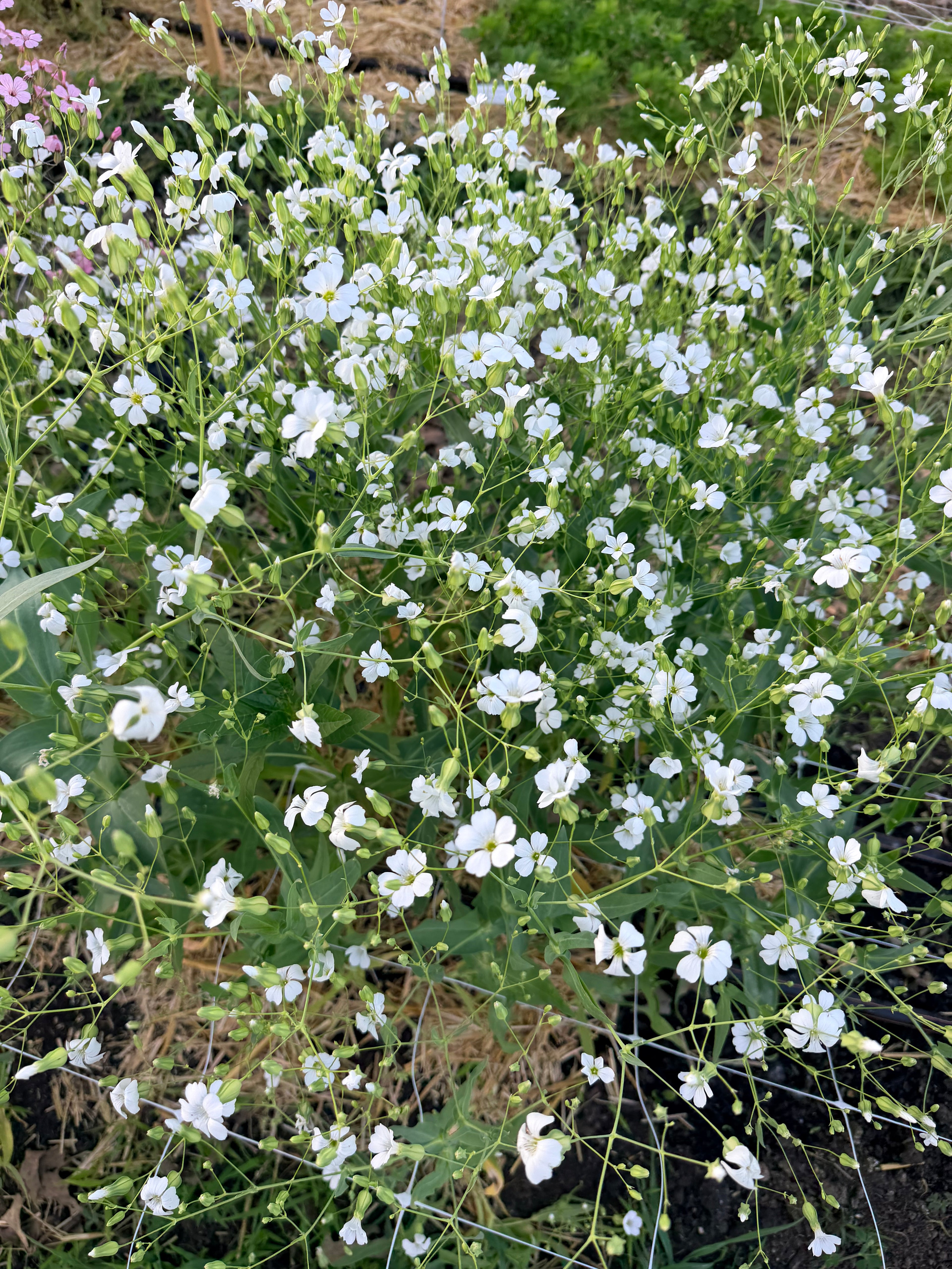 Saponaria/Soapwort - White Beauty - Bundle of 5 Stems