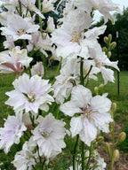 Larkspur - Fancy Smokey Eyes - Bundle of 10 Stems