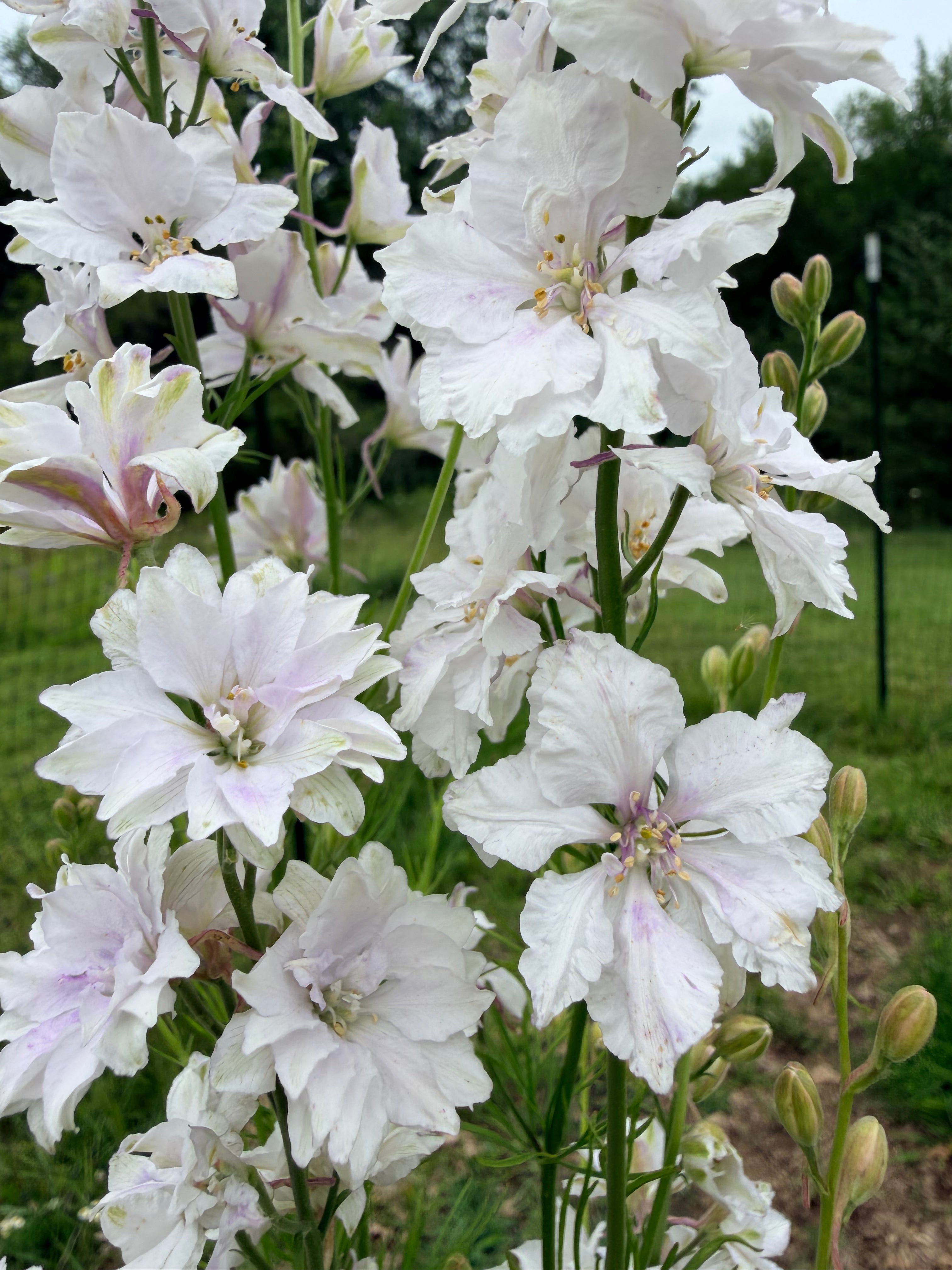 Larkspur - Fancy Smokey Eyes - Bundle of 10 Stems