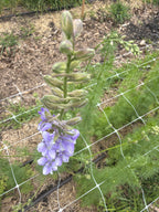 Larkspur - QIS Light Blue - Bundle of 10 Stems