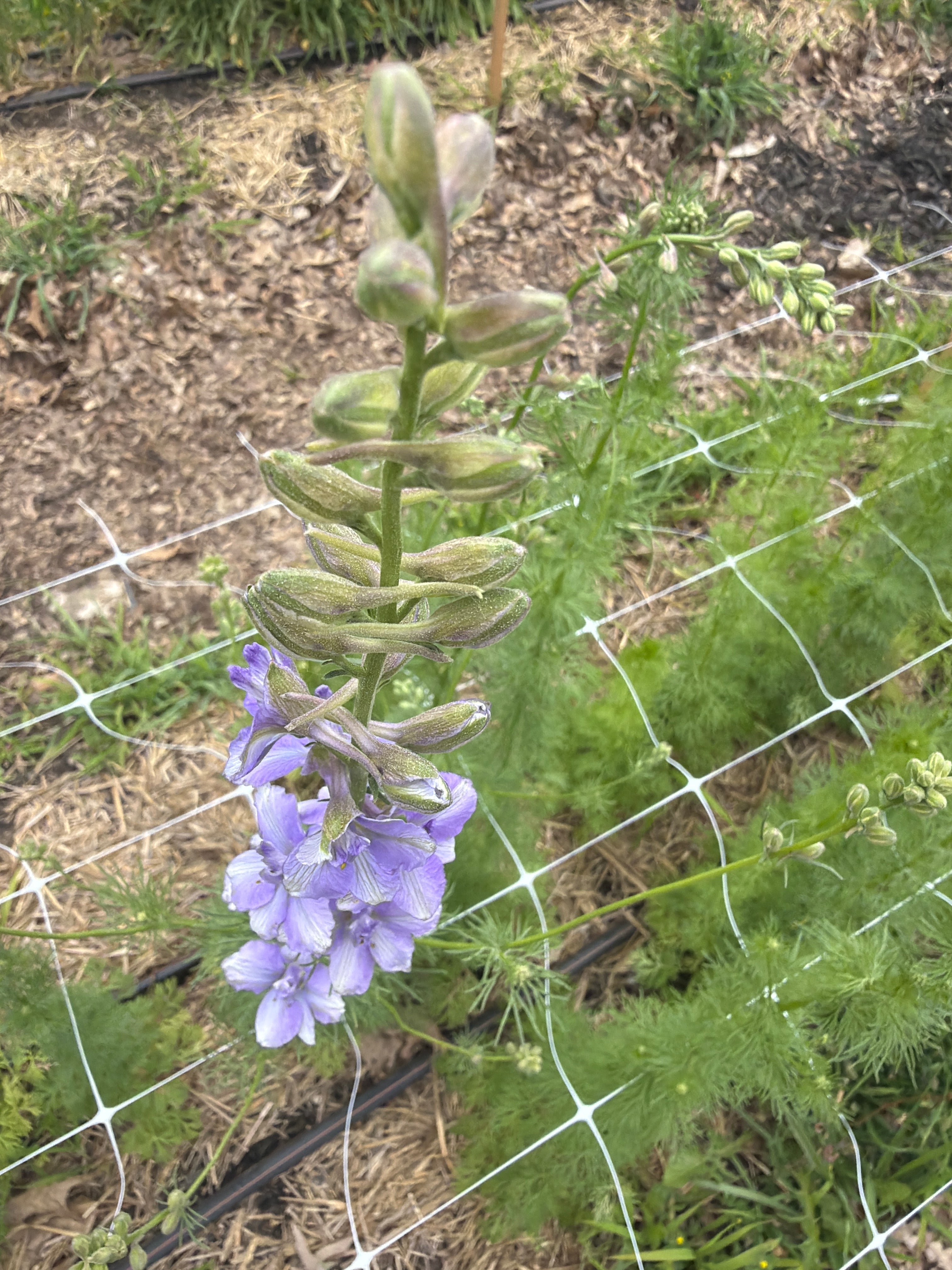 Larkspur - QIS Light Blue - Bundle of 10 Stems