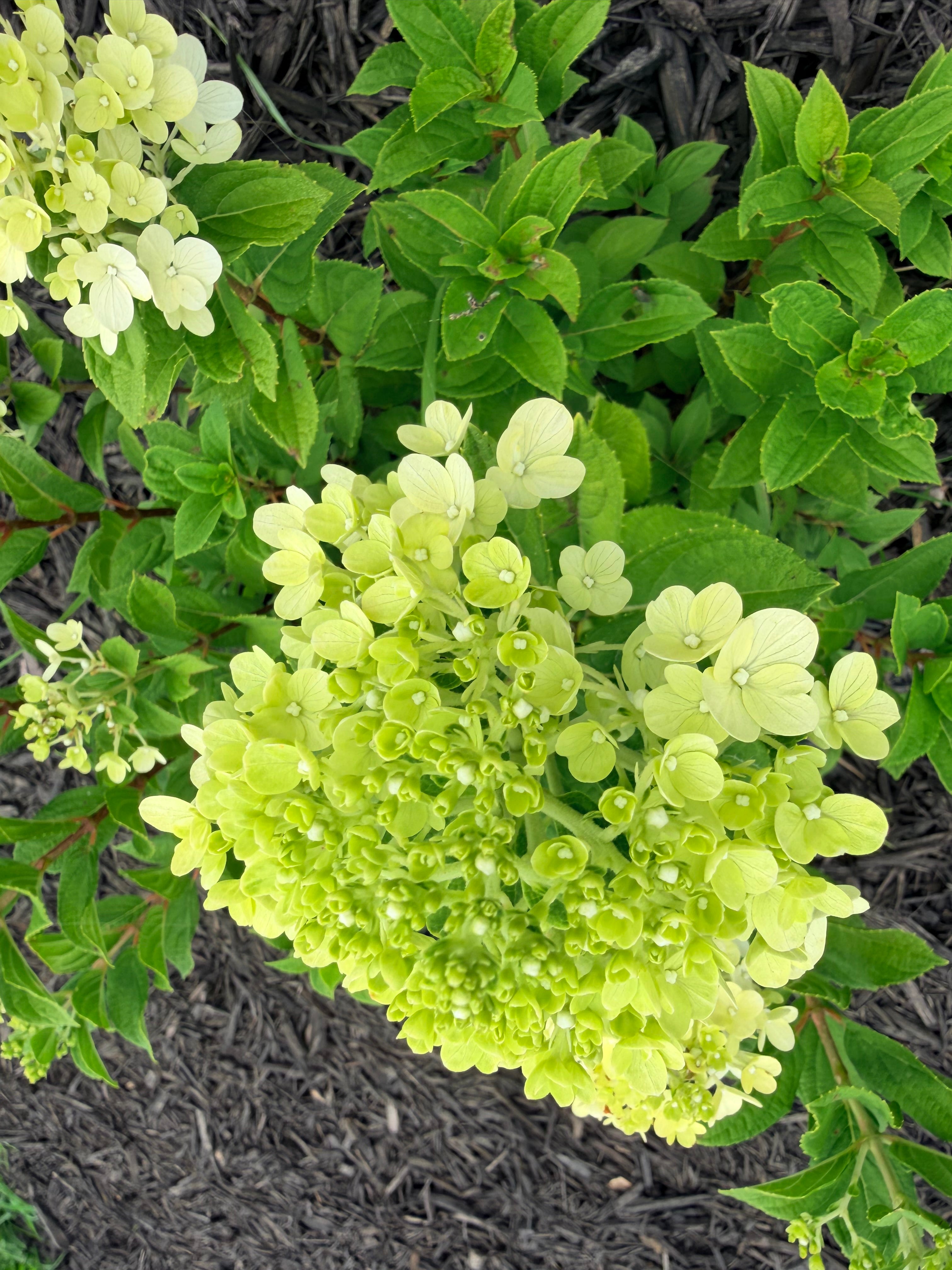 Hydrangea - Panicle - By the Stem