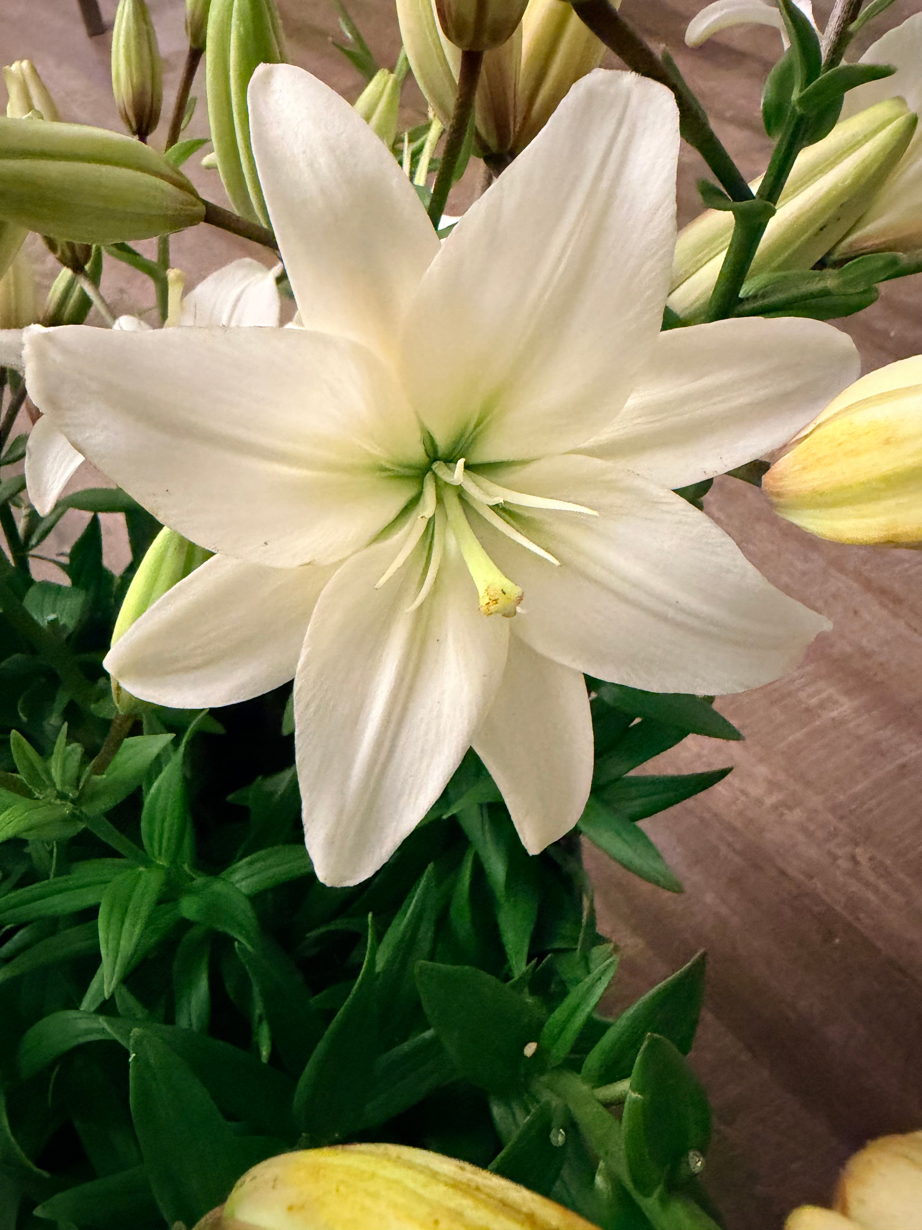 Lily - Bundle of 5 and 10 Stems