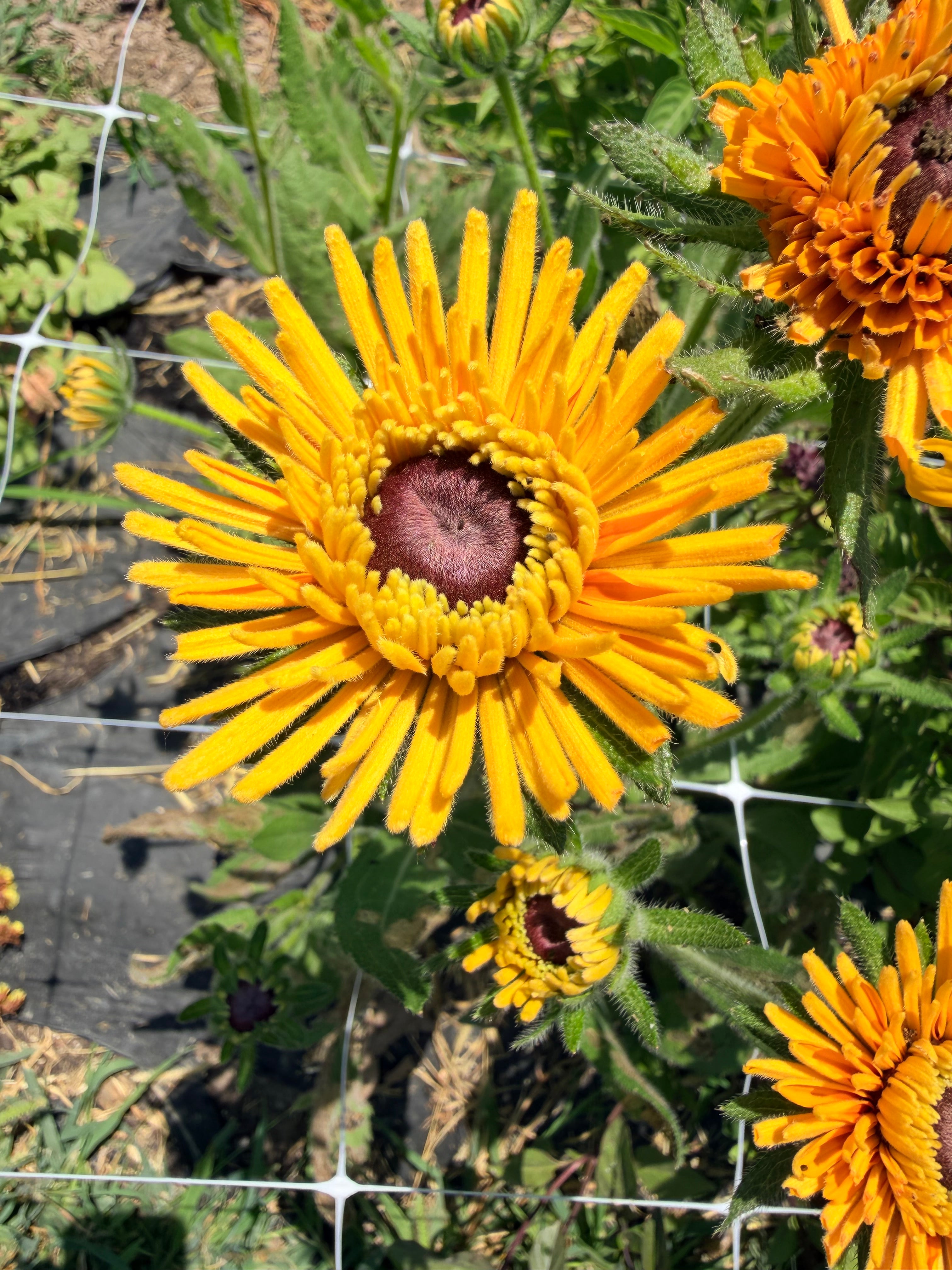 Rudbeckia - Chim Chiminee - Bundle of 5 and 10 Stems