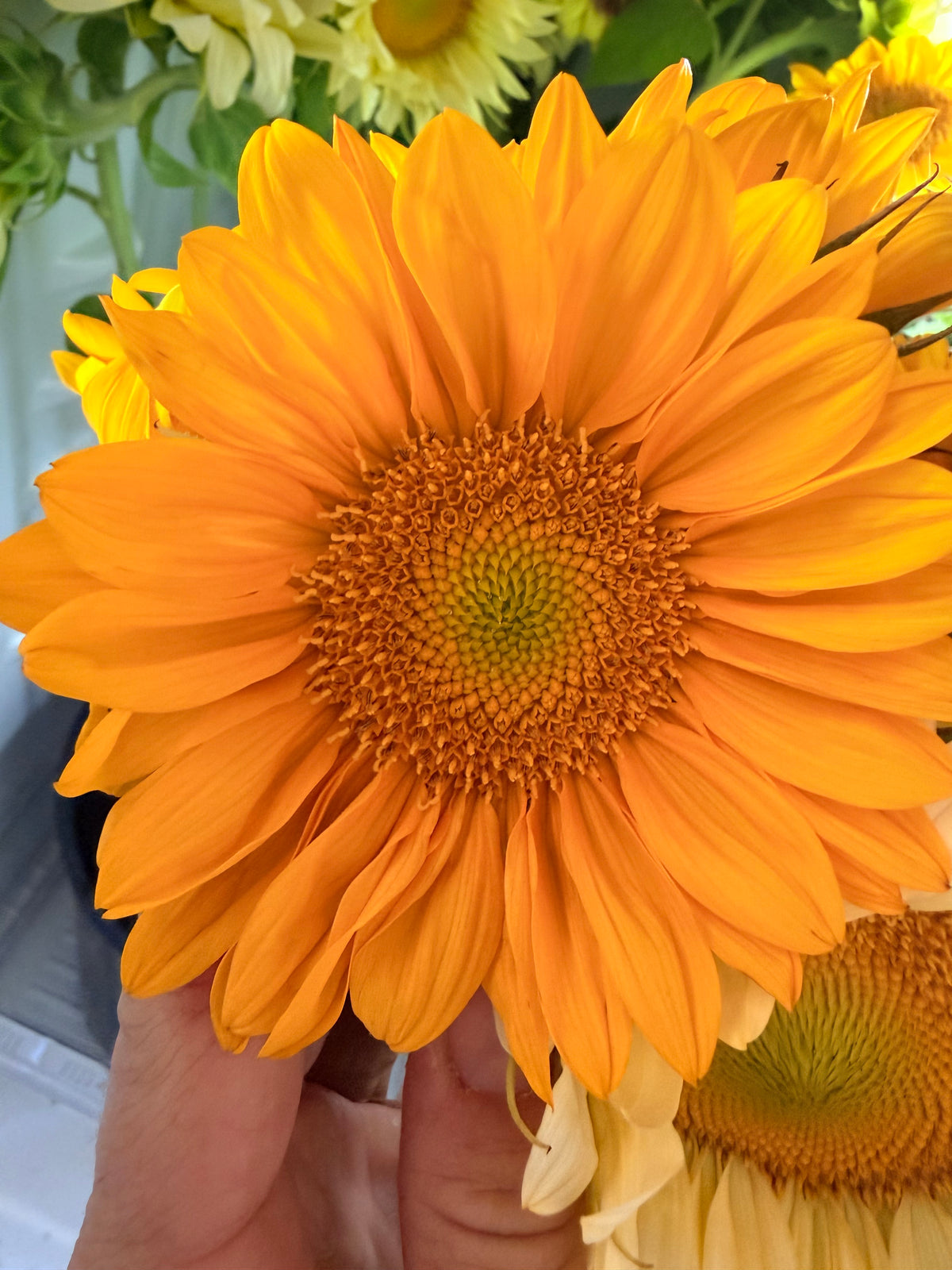 Sunflower (ProCut) - Gold Lite - Bundle of 5 and 10 Stems
