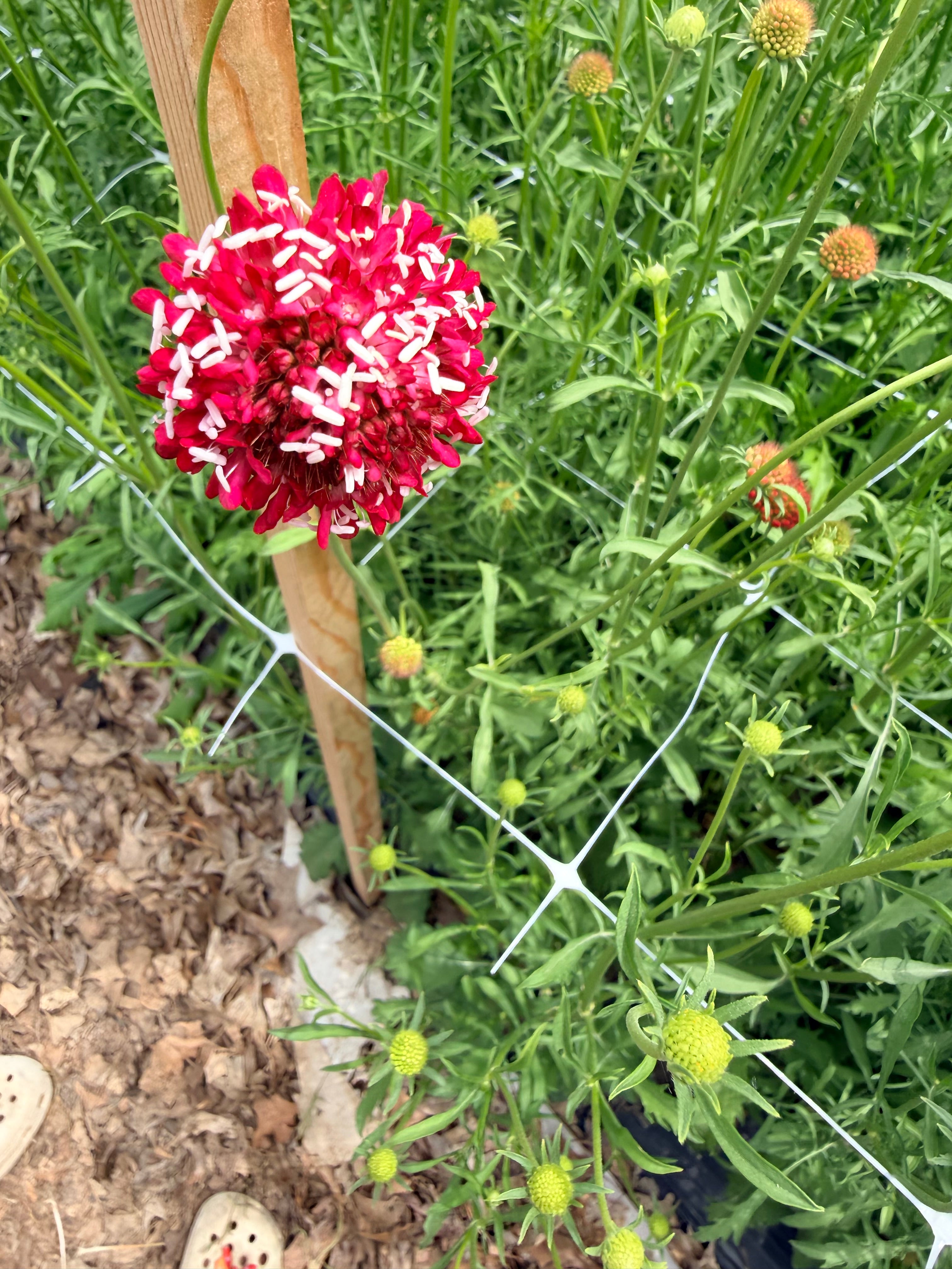 Scabiosa - Fire King - Bundle of 10 Stems