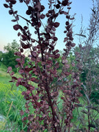 Atriplex Red - Bundle of 10 Stems