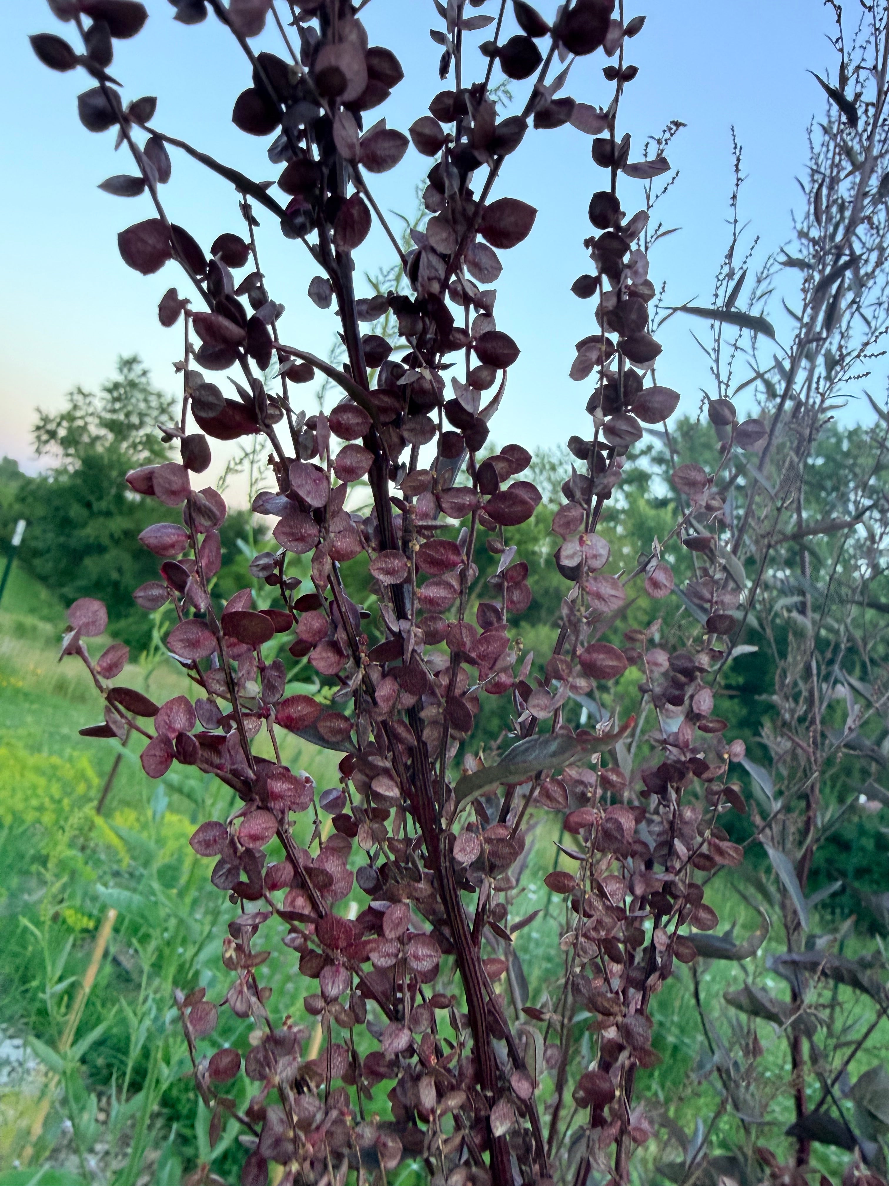 Atriplex Red - Bundle of 10 Stems