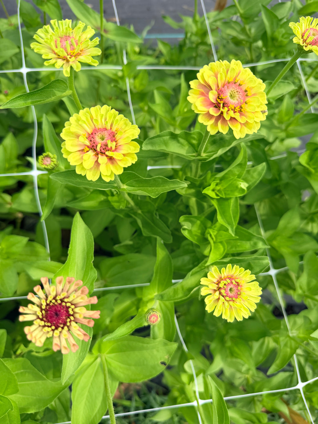 Zinnia - Queeny Lime Blush - Bundle of 5 and 10 Stems