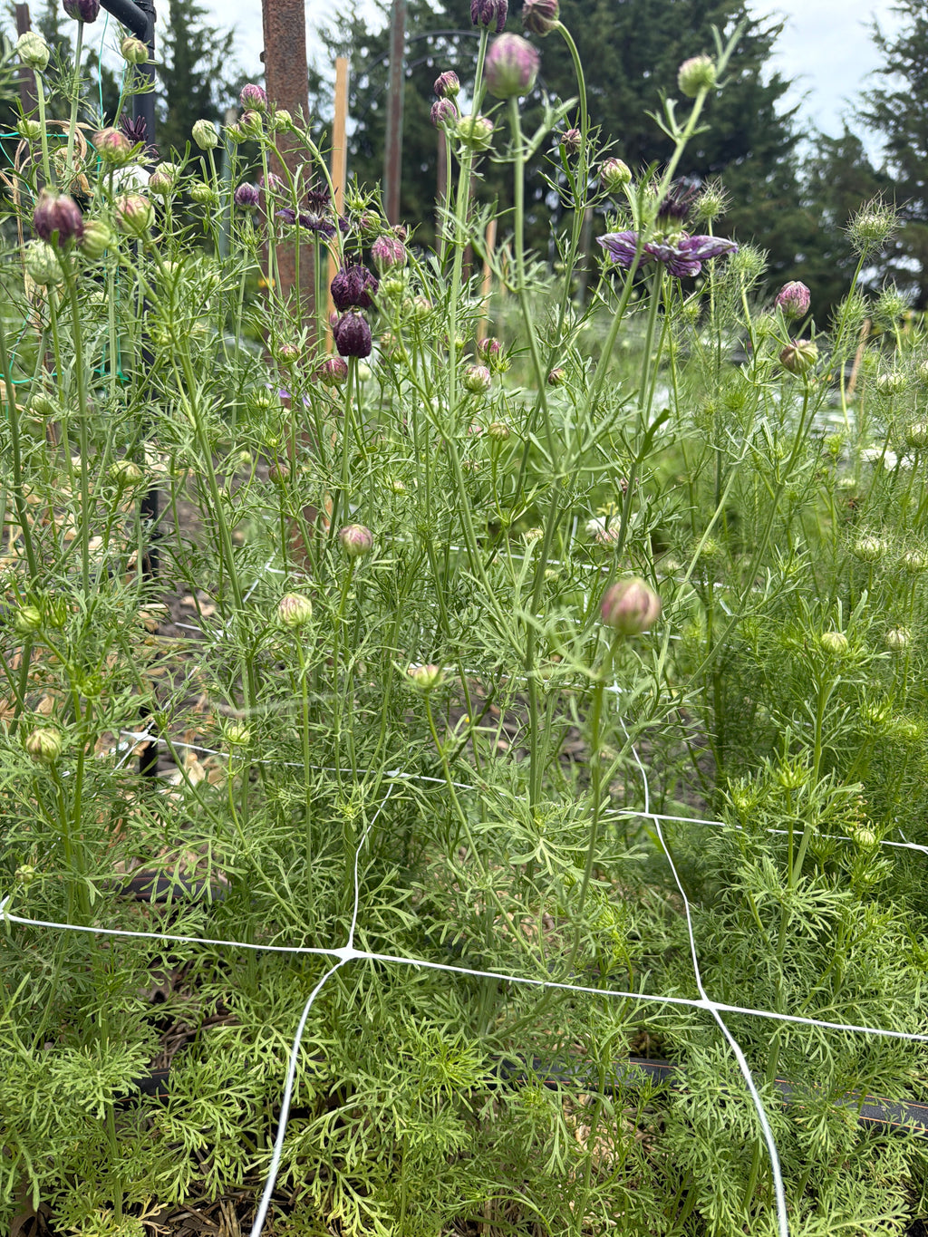 Nigella - Delft Blue - Bundle of 10 Stems