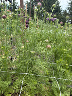 Nigella - Delft Blue - Bundle of 10 Stems