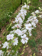 Larkspur - Fancy Smokey Eyes - Bundle of 10 Stems