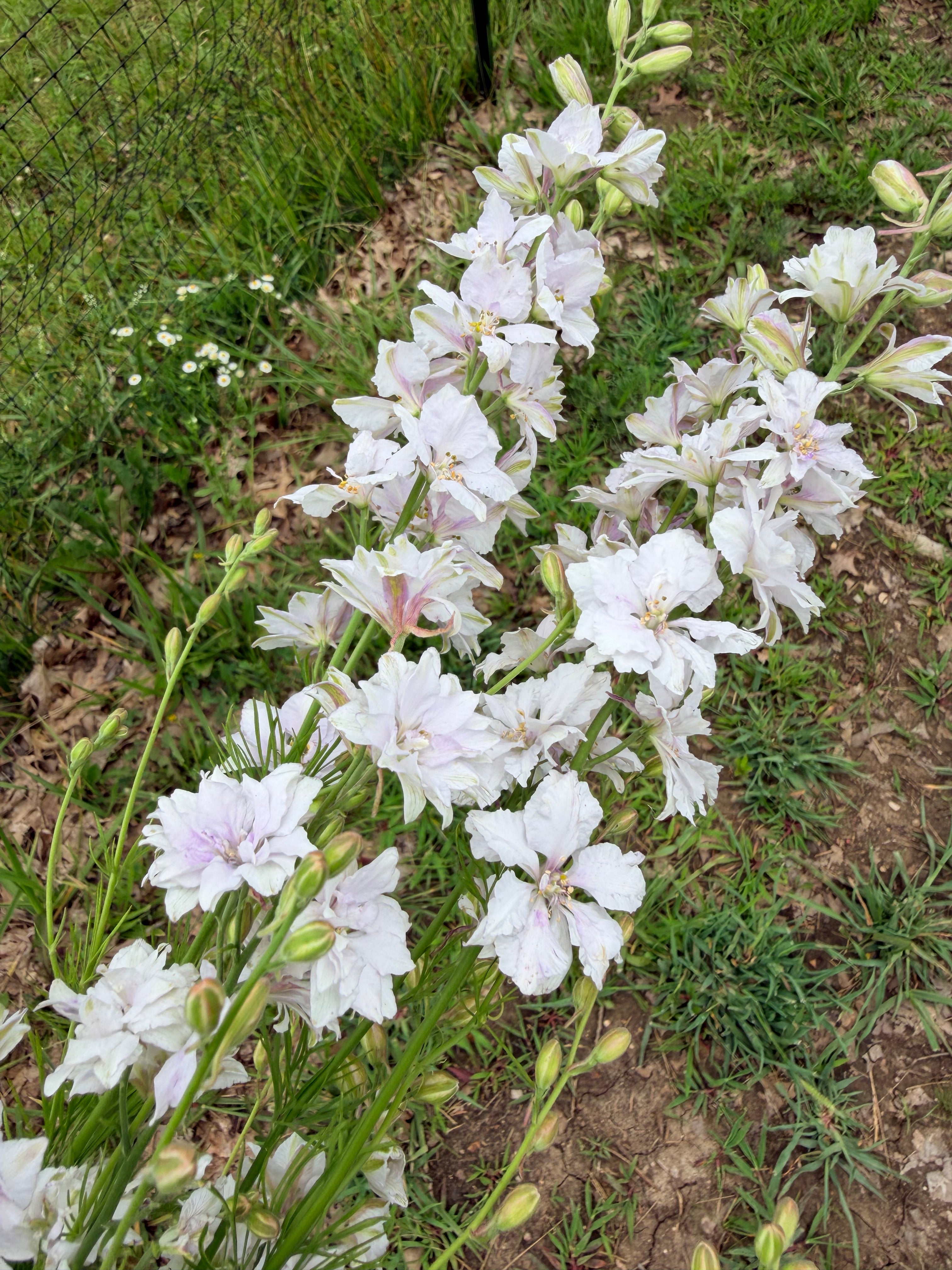 Larkspur - Fancy Smokey Eyes - Bundle of 10 Stems