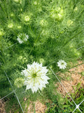 Nigella - Green Pod - Bundle of 10 Stems