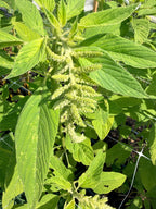 Amaranth - Emerald Tassels - Bundle of 5 and 10 Stems - Coming Soon!