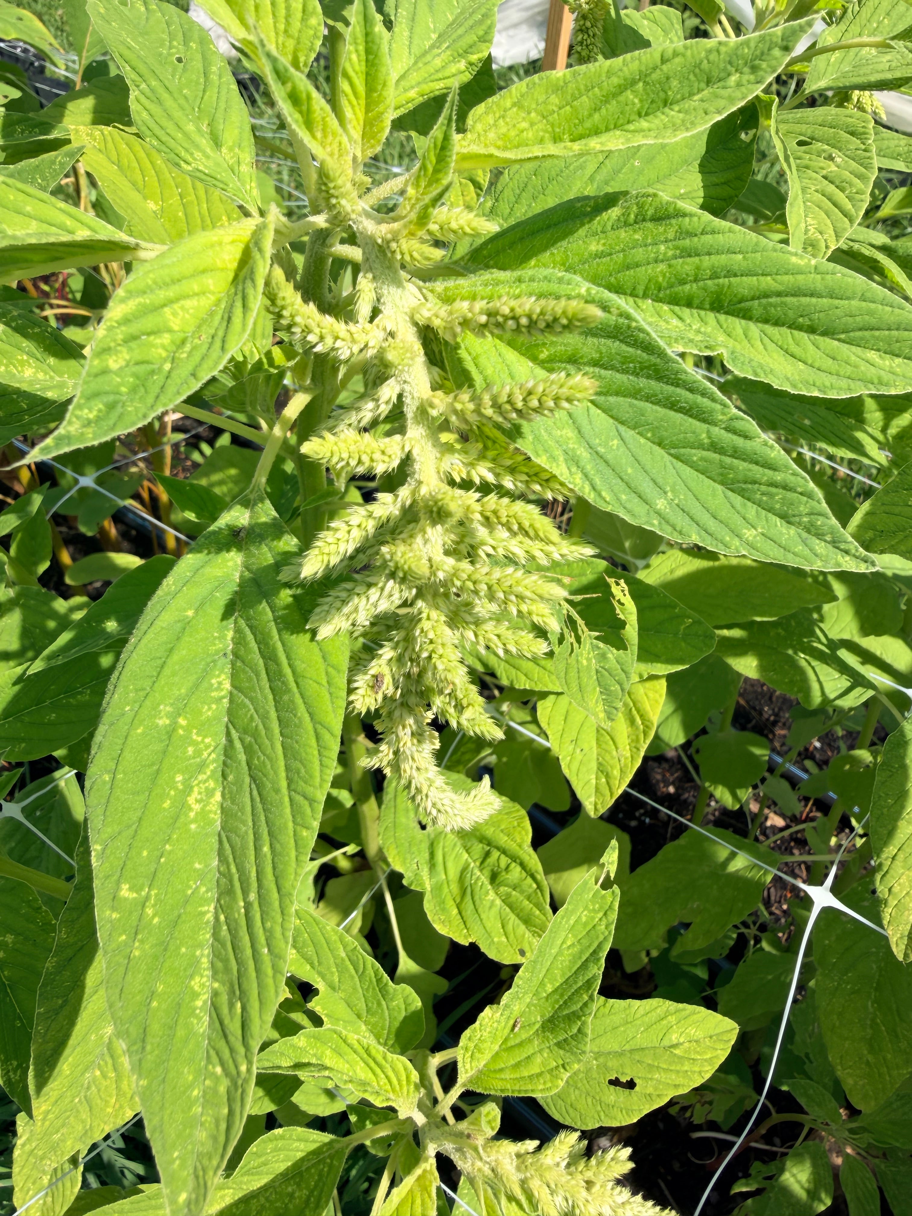 Amaranth - Emerald Tassels - Bundle of 5 and 10 Stems - Coming Soon!