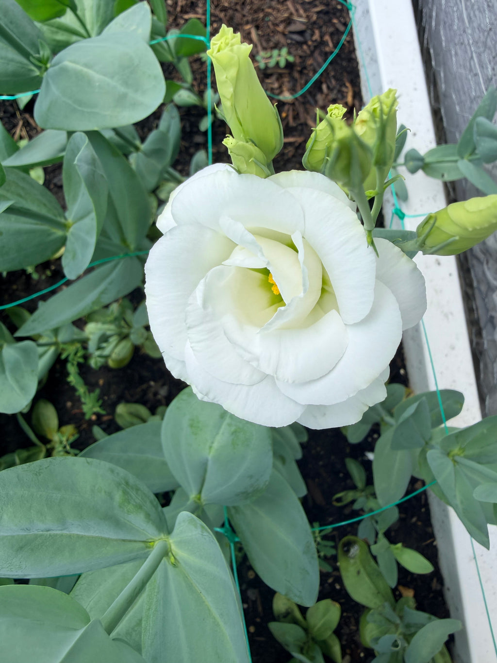 Lisianthus - White - Bundle of 10