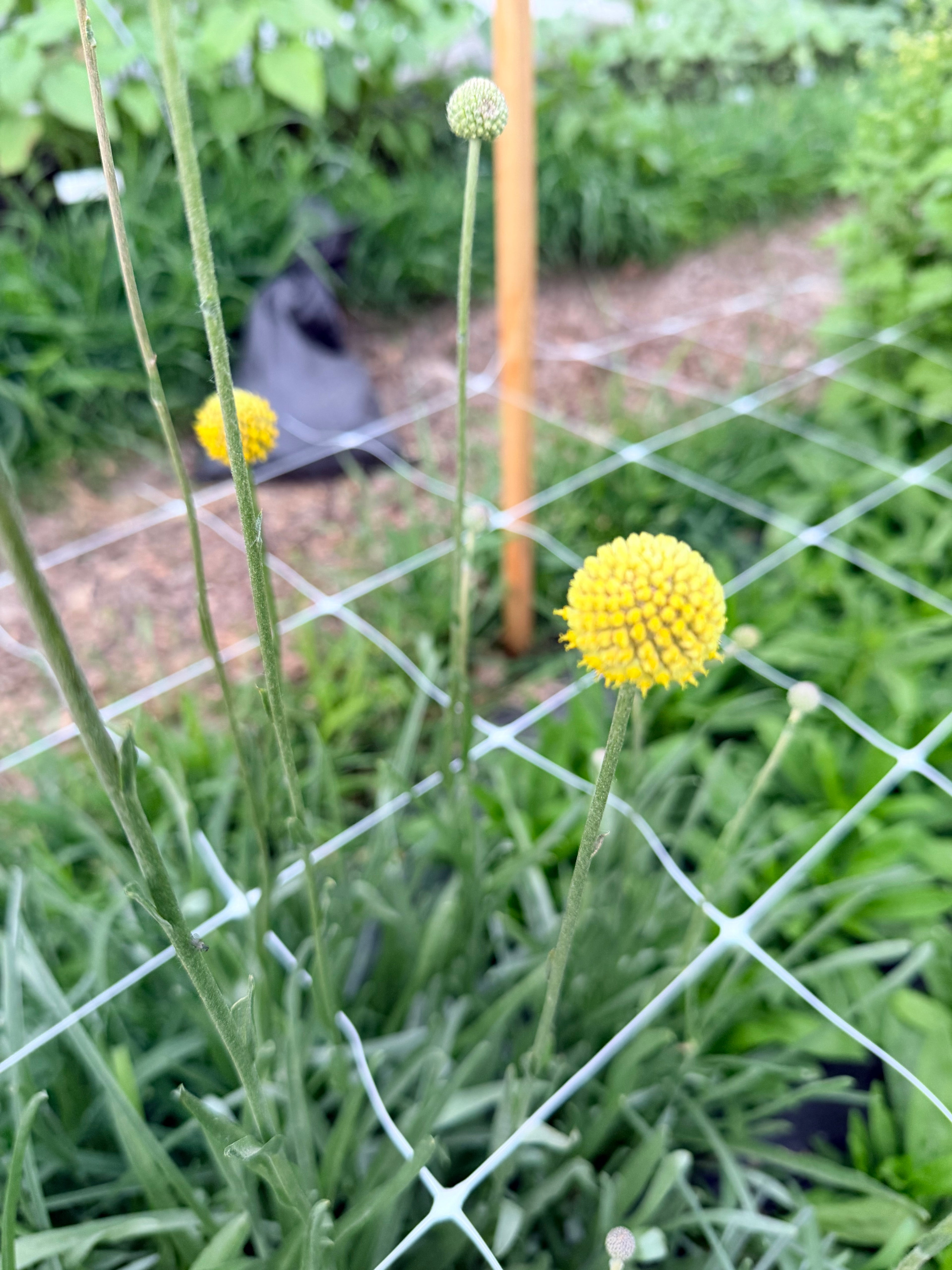 Craspedia - Bundle of 10 Stems