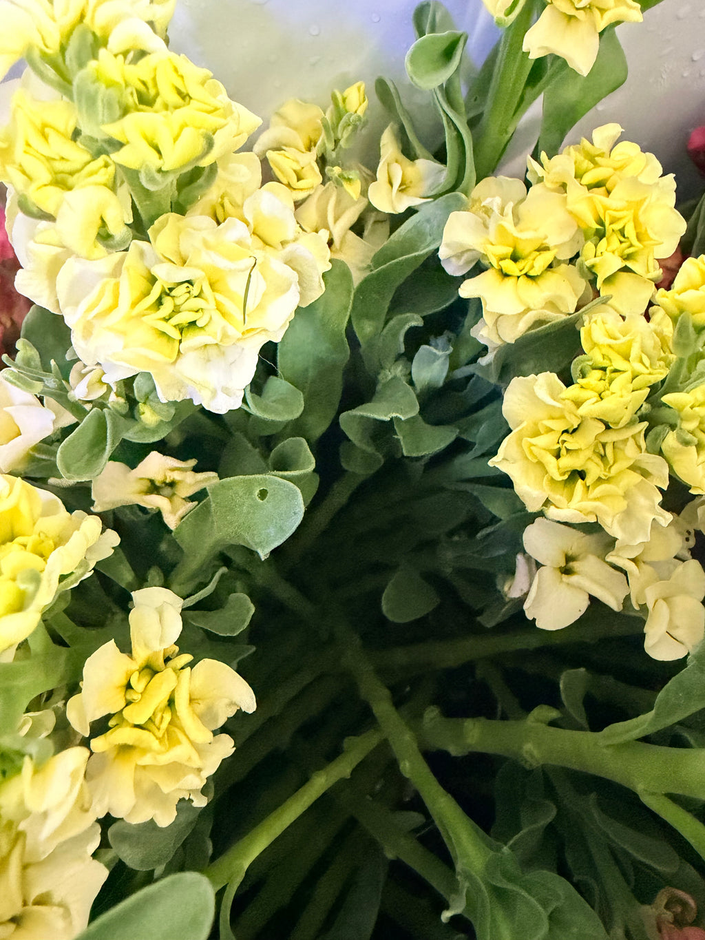 Stock - Bundle of 10 Stems - Yellow