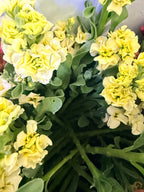 Stock - Bundle of 10 Stems - Yellow