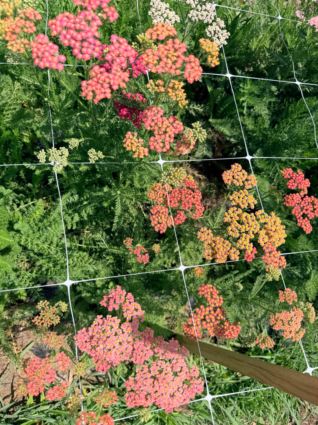 Yarrow - Pastels - Bundle of 10