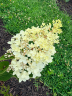 Hydrangea - Panicle - By the Stem