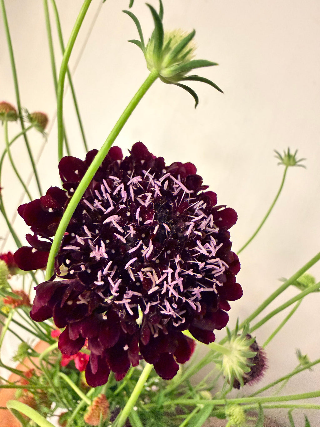 Scabiosa - Fire King - Bundle of 10 Stems