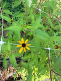 Rudbeckia - Triloba - Bundle of 5 and 10 Stems